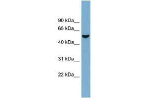 WB Suggested Anti-FAM83E  Antibody Titration: 0.