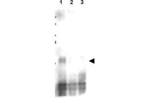 Image no. 2 for anti-CD151 (CD151) (AA 26-35), (pSer30) antibody (ABIN401337) (CD151 anticorps  (pSer30))