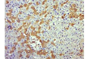 Paraformaldehyde-fixed, paraffin embedded rat liver, Antigen retrieval by boiling in sodium citrate buffer (pH6.