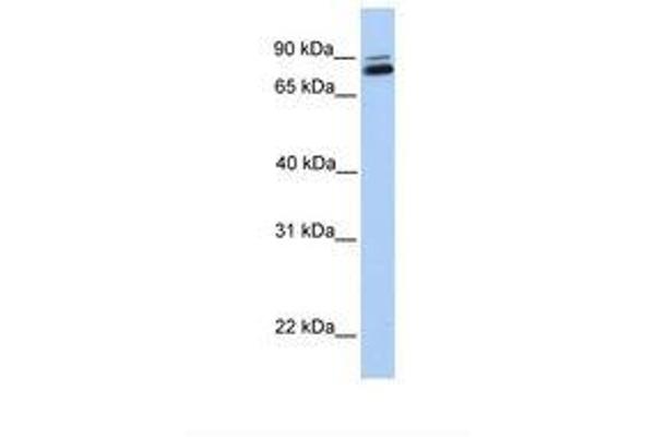 GGT7 antibody  (AA 506-555)