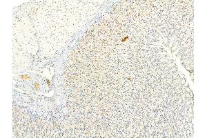 ABIN6263177 and ABIN6266588 at 1/100 staining Rat stomach tissue by IHC-P. (MDM2 anticorps)