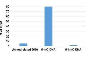 Methylated DNA Immunoprecipitation (MeDIP) analysis of 5-methylcytosine (5-mC) monoclonal antibody, clone RM231  at a 2:1 DNA:Ab ratio. (5-Methylcytosine anticorps)
