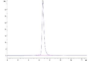 The purity of Biotinylated Human CD3E&CD3G/CD3 epsilon&CD3 gamma is greater than 95 % as determined by SEC-HPLC.