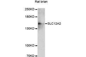 Western blot analysis of extracts of rat brain, using SLC12A2 antibody (ABIN4905174) at 1:3000 dilution. (SLC12A2 anticorps)