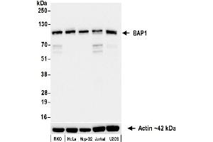 Western Blotting (WB) image for anti-BRCA1 Associated Protein-1 (Ubiquitin Carboxy-terminal Hydrolase) (BAP1) (AA 475-525) antibody (ABIN7795816)