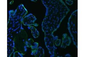 IF analysis of SRPRB using anti-SRPRB antibody (ABIN7602015).