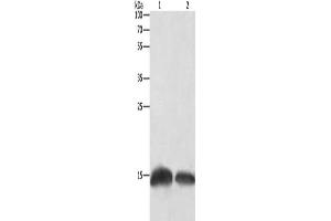 Gel: 12 % SDS-PAGE, Lysate: 20 μg, Lane 1-2: Human fetal brain tissue, Hela cells, Primary antibody: ABIN7129680(H3F3C Antibody) at dilution 1/250, Secondary antibody: Goat anti rabbit IgG at 1/8000 dilution, Exposure time: 10 seconds (Histone H3.3C anticorps)