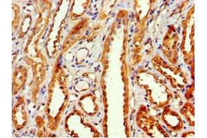 Immunohistochemistry of paraffin-embedded human kidney tissue using ABIN7160642 at dilution of 1:100