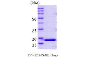 SDS-PAGE (SDS) image for Peptidylprolyl Isomerase H (Cyclophilin H) (PPIH) (AA 1-177) protein (ABIN666713) (PPIH Protein (AA 1-177))