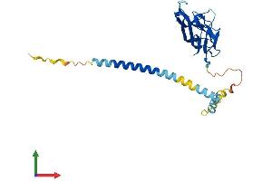 AlphaFold protein structure predicition of Human Recombinant CD40LG Protein, UniprotID P29965