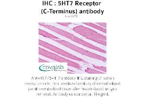 anti-5-Hydroxytryptamine (serotonin) Receptor 7 (Adenylate Cyclase-Coupled) (HTR7) (C-Term) antibody