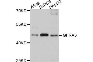 Western blot analysis of extracts of various cell lines, using GFRA3 antibody (ABIN5975777) at 1/1000 dilution. (GFRA3 anticorps)