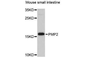 Western blot analysis of extracts of mouse small intestine, using PMP2 antibody (ABIN5995706) at 1/1000 dilution. (PMP2 anticorps)