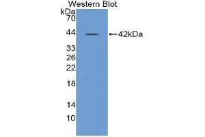 Western Blotting (WB) image for anti-Nuclear Factor kappa B (NFkB) (AA 805-892) antibody (ABIN1980478) (NFkB anticorps  (AA 805-892))