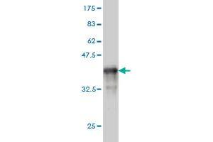 Western Blot detection against Immunogen (36.