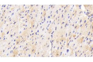 anti-Adiponectin (ADIPOQ) (AA 17-243) antibody