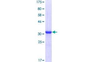 Image no. 1 for Cyclin-dependent kinases regulatory subunit 2 (CKS2) (AA 1-79) protein (GST tag) (ABIN1349543)