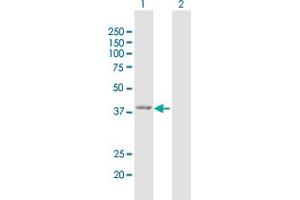 Western Blot analysis of GMDS expression in transfected 293T cell line by GMDS MaxPab polyclonal antibody.