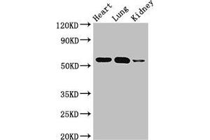 Western Blot Positive WB detected in: Mouse heart tissue, Mouse lung tissue, Mouse kidney tissue All lanes: SMAD5 antibody at 3 μg/mL Secondary Goat polyclonal to rabbit IgG at 1/50000 dilution Predicted band size: 53 kDa Observed band size: 53 kDa (SMAD5 anticorps  (AA 1-209))