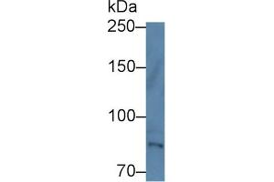 Western Blot; Sample: Human Hela cell lysate; Primary Ab: 1µg/ml Rabbit Anti-Human TEC Antibody Second Ab: 0. (Tec Protein Tyrosine Kinase (TEC) (AA 370-623) anticorps)
