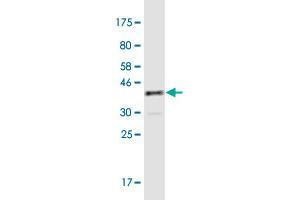 Western Blot detection against Immunogen (35.