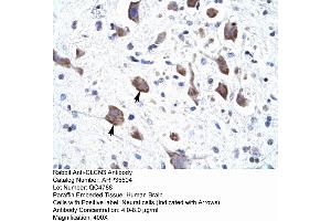 Human Brain (CLCN3 anticorps  (C-Term))