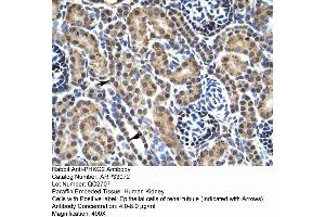 Human kidney (PHKG2 anticorps  (N-Term))