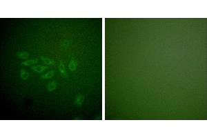 Peptide - +Immunofluorescence analysis of A549 cells, using FHIT antibody (#C0193). (FHIT anticorps)
