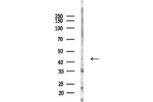 Western blot analysis of lysates from K562 cells(starvation 24h treatment), using ZNF707 Antibody at 1/1000 dilution.