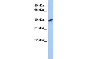 WB Suggested Anti-ACTR1A Antibody Titration: 0. (ACTR1A anticorps  (Middle Region))