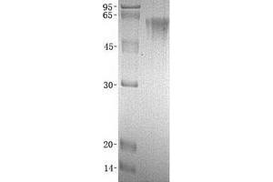 Validation with Western Blot