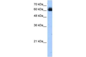 Western Blotting (WB) image for anti-V-Rel Reticuloendotheliosis Viral Oncogene Homolog B (RELB) antibody (ABIN2462719) (RELB anticorps)