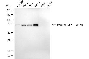 Western blotting analysis using phospho-KIF22 (Ser427) antibody (ABIN7799203).