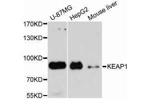 Western blot analysis of extracts of various cell lines, using KEAP1 antibody. (KEAP1 anticorps)