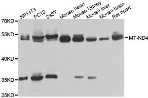 Western blot analysis of extracts of various cell lines, using MT-ND4 antibody. (Mitochondrially Encoded NADH Dehydrogenase 4 (MT-ND4) anticorps)