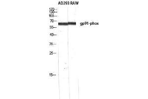Western Blotting (WB) image for anti-Cytochrome B-245, beta Polypeptide (CYBB) (C-Term) antibody (ABIN3184824) (CYBB anticorps  (C-Term))