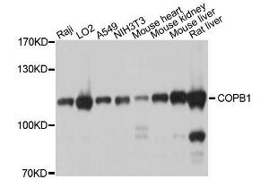 Western blot analysis of extracts of various cell lines, using COPB1 antibody. (COPB1 anticorps  (AA 460-740))