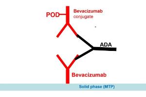 Image no. 1 for Bevacizumab Antibody ELISA Kit (ABIN2862661) (Bevacizumab Antibody Kit ELISA)
