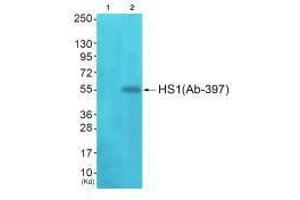 Western blot analysis of extracts from JK cells (Lane 2), using HS1 (Ab-397) antiobdy. (HCLS1 anticorps  (C-Term))