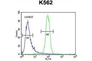 Flow cytometric analysis of K562 cells using KBTBD5 Antibody (Center) Cat. (KBTBD5 anticorps  (Middle Region))