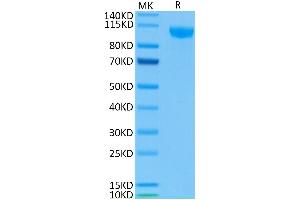 Biotinylated Human Siglec-2 on Tris-Bis PAGE under reduced condition.