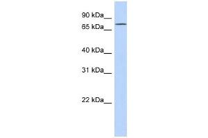 FLJ20433 antibody used at 1 ug/ml to detect target protein. (EXD3 anticorps  (N-Term))