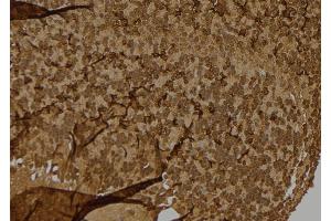 ABIN6276779 at 1/100 staining Mouse brain tissue by IHC-P. (s100a4 anticorps  (C-Term))