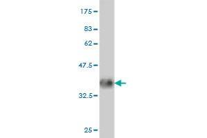 Western Blot detection against Immunogen (36.