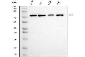 Western blot analysis of Cyclin T1 using anti-Cyclin T1 antibody (ABIN7602991).