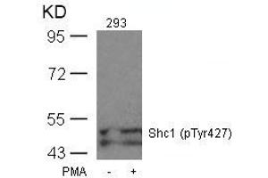 Western blot analysis of extracts from 293 cells untreated or treated with PMA using Shc1(Phospho-Tyr427) Antibody. (SHC1 anticorps  (pTyr427))