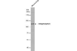 WB Image Mouse tissue extract (50 μg) was separated by 7.