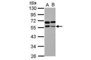 Image no. 2 for anti-Zinc Finger and BTB Domain Containing 9 (ZBTB9) (AA 1-206) antibody (ABIN1501798) (ZBTB9 anticorps  (AA 1-206))