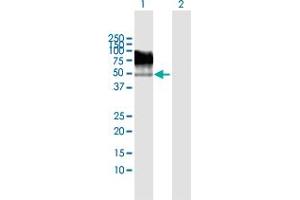 Western Blot analysis of TRIM55 expression in transfected 293T cell line by TRIM55 MaxPab polyclonal antibody. (TRIM55 anticorps  (AA 1-452))