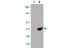 HEK293 overexpressing BHMT and probed with BHMT polyclonal antibody  (mock transfection in first lane), tested by Origene. (BHMT anticorps  (C-Term))